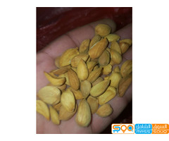 لوز يمني بلدي