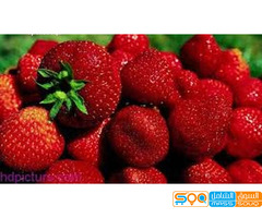 فروله طبيعي