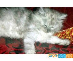 قطط للبيع