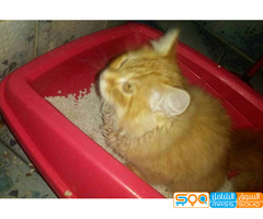 قطه شيرازي للبيع