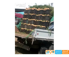 الزعيم لبيع اجود انواع البطاطس زهره حمراء و التوصيل مجاني للمحلات و المطاعم داخل صنعاء
