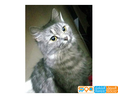 قطه شيرازي للبيع