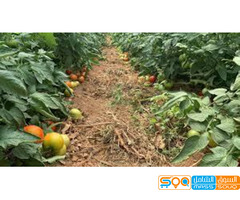 النورس الزراعية للمدخلات الزراعية