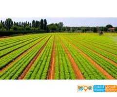 محلات الوادي الزراعي