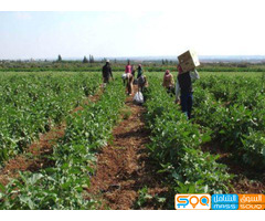 شركة  أجرو ستار للتجارة المحدودة