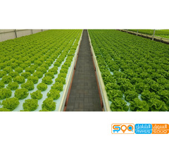 الشركة الحديثة للتجارة المواد الزراعية