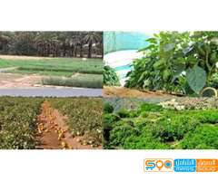 المنصور للتجارة العامة و الخدمات الزراعية