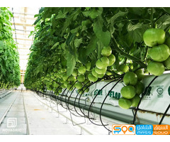 السهل الاخضر للمدخلات الزراعية والتصدير