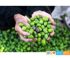 وادي الزيتون للاستيراد