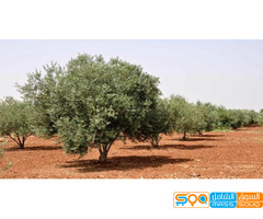 مؤسسة بن عائض الذيب للاستيراد