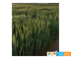 مؤسسة الدرسي ستار لاستيرادالمعدات الزراعية