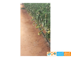 حسان حسين عملوس