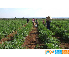 دار الزراعة للاستيراد