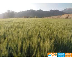 مؤسسة احمد شائف  المشامي للتنمية الزراعية