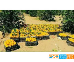 مؤسسة بن يوسف الجلال