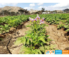 خالد العيساوي للاستيراد