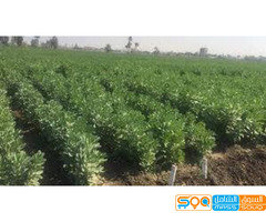 دار الوادي الزراعي لاستيراد المدخلات الزراعية