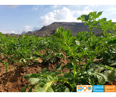 مؤسسة امين الرياشي للاستيراد والتجارة