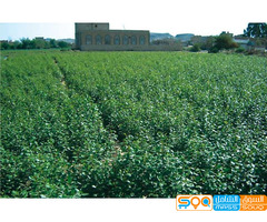 محل جمال محسن عبدالله العدواني للاستيراد