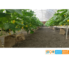 مؤسسة الرعيني الزراعية