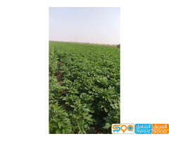 شركة الابراج ستار للاستيراد والتصدير