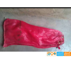 صنعاء -العاصمة