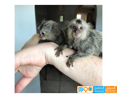 Healthy Finger marmoset Monkeys  for sale