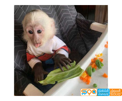 Adorable. Capuchin  Monkeys  for sale