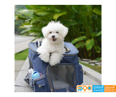 Sweet maltese Puppies  for sale