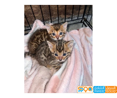 Bengal kittens for sale