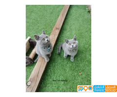 British shorthair kittens