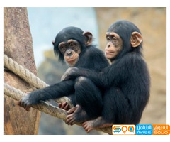 Cute Chimpanzee Monkeys for Sale