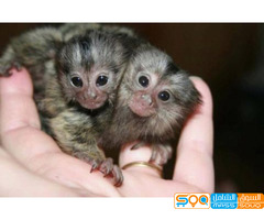 Well Trained Finger Marmoset Monkeys for sale