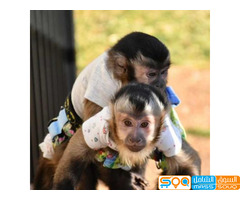Capuchin Monkeys for Sale