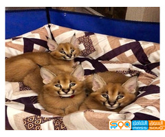 Lovely Caracal Kittens for Sale