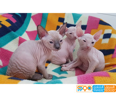 Lovely Sphynx Kittens available  for sale