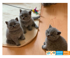 British shorthair kittens for sale