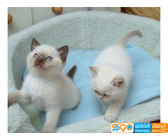 Lovely Ragdoll kittens available for sale