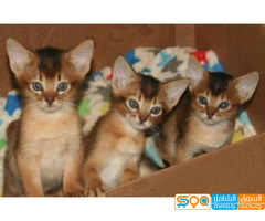 Cute Abyssinian Kittens For Sale