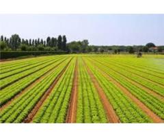 بن حمود للتنمية الزراعية