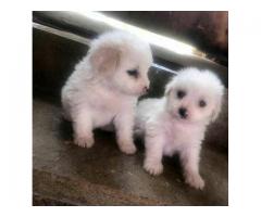 كلاب امريكي